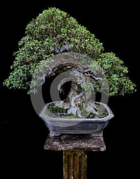 The prowess of a bonsai is a miniature large tree in nature. photo