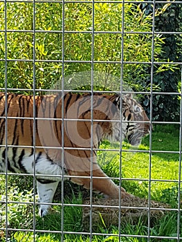 On the prowl tiptoe quietly ready for my dinner