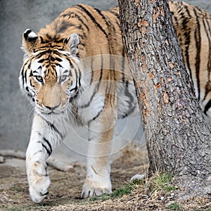 Prowling Amur tiger photo