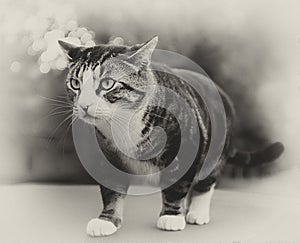 Prowling Cat - Monochrome