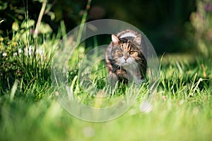 Prowling cat walking on grass