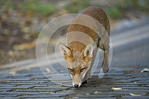 Prowling Fox