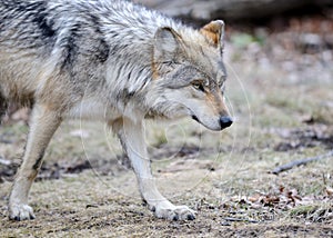 Prowling Mexican gray wolf