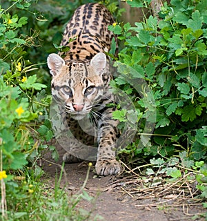 Prowling ocelot