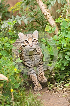 Prowling ocelot