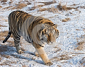 Prowling Siberian Tiger photo