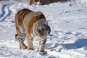 Prowling Siberian Tiger