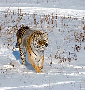 Prowling Siberian Tiger photo