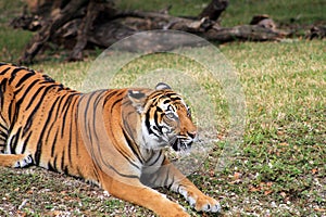 Prowling tiger