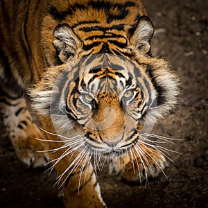 Prowling tiger
