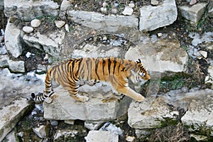 Prowling Tiger