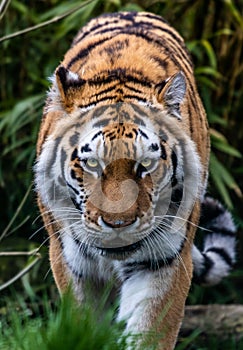 Prowling Tiger`s Stare