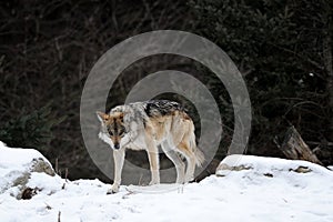 Prowling wolf