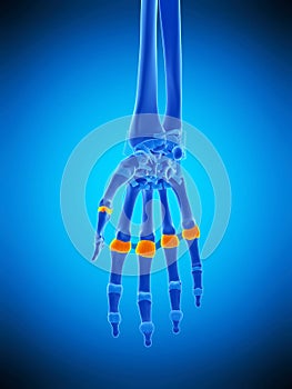 The proximal joint capsules