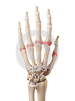 The proximal joint capsules photo