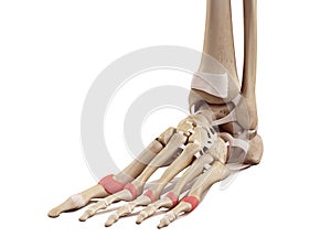 The proximal joint capsules photo