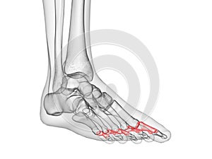 the proximal phalanx bones photo