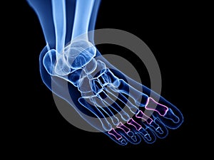 The proximal phalanx bones photo