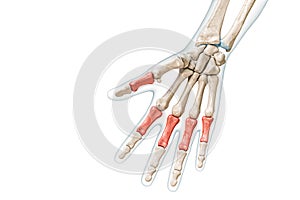 Proximal phalanx bones in red with body 3D rendering illustration isolated on white with copy space. Human skeleton, hand and