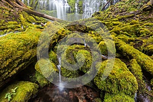 Proxy falls in oregon rain forest.