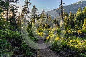 Proxy Falls Trail img