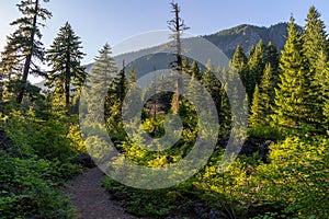 Proxy Falls Trail img