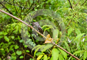 Proxy Punctulatus Black Stink Bug on Branch