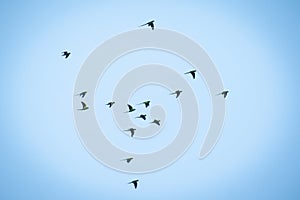 Prrots flying in the open sky