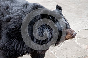 Prtrait of a black bear