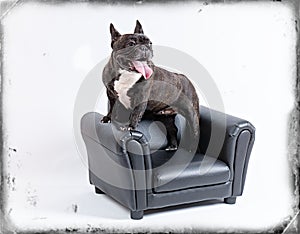 Prtrait of the French Bulldog