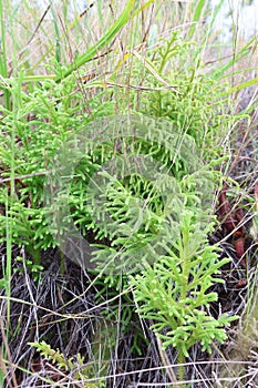 Prtrait:Wire grass or Lycopodium cernuum L.