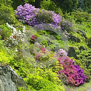 Flowers in Pruhonice Park, Czech Republic