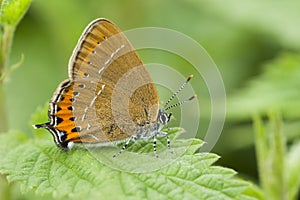 Pruimenpage, Black Hairstreak, Satyrium pruni