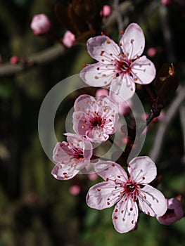 Prune blossom