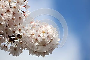 Prune blossom iluminated by the sun during springtime