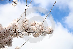 Prune blossom iluminated by the sun during springtime