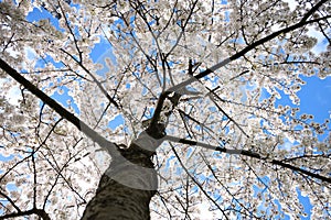 Prune blossom iluminated by the sun during springtime