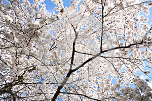 Prune blossom iluminated by the sun during springtime