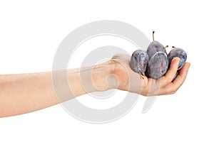 prune plum in hand