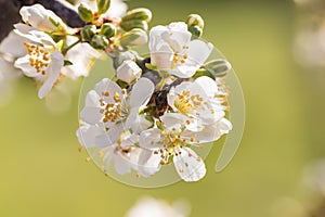 Prune plum tree branch with white flowers in bloom against green background