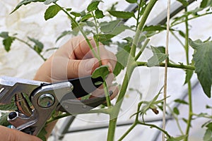 Prune the water shoots, suckers that grow between the stems and branches of the tomato with garden shears. Woman farmer cuts