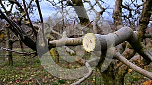 pruned apple branch in decemeber