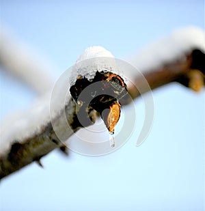 pruned apple brancjes under the snow