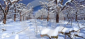 Pruned apple orchard covered with snow agriculture  concept