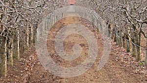 pruned apple orchard in winter image