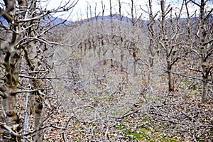 pruned apple orchard in winter,shallow dof