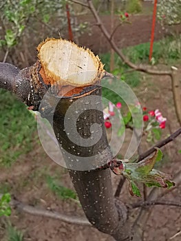 Pruned apple tree branch