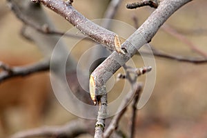 Pruned apple tree branch , shallow DOF.