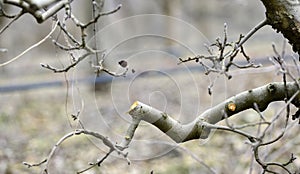 Pruned apple tree in an orchard