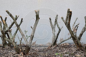 Pruned Bottlebrush shrubs (Callistemon) in a mulched garden.